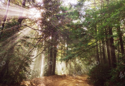 Preview: Sunny beams