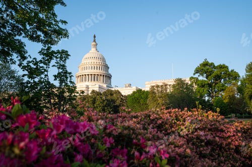 Preview: US Capitol building in the background of a flower bush in Washington, D.C., Maryland, USA