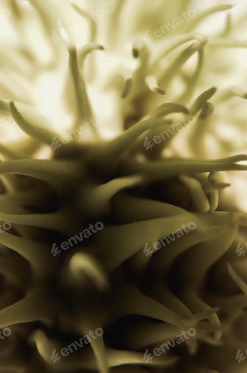 Preview: Close-up of sprouts of green organism