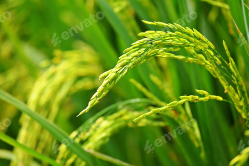Preview: paddy rice field