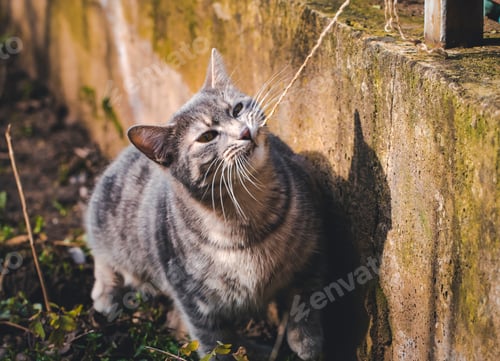 Preview: Tabby cat playing in the garden, pulling a rope