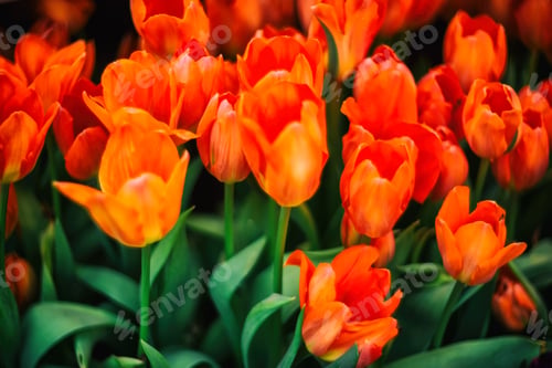 Preview: GLADE OF ORANGE TULIPS