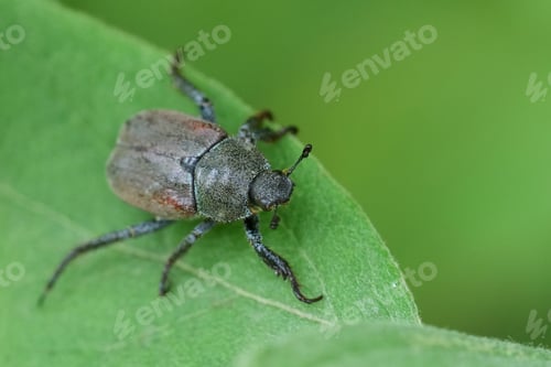 Preview: Closeup on a Welsh Chafer beetle, Hoplia philanthus on a green leaf in the garden