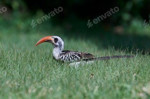 Preview: Western red-billed hornbill (Tockus kempi)