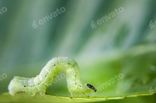 Preview: Caterpillar, Munnar, Western Ghats Mountains, Kerala, India