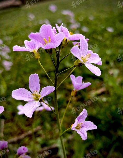 Preview: Delicate purple flowers