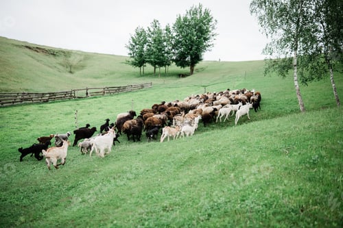 Preview: sheeps and goats on the hill, farmland. Agritourism concept. Life in the countryside