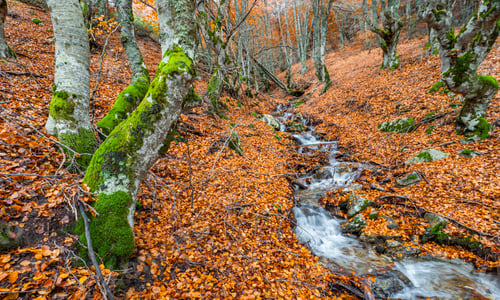 Preview: Hayedo de la Pedrosa Natural Protected Area, Spain