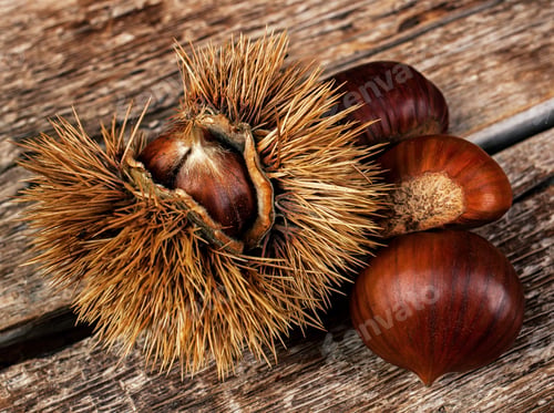Preview: Chestnuts and chestnut bur.
