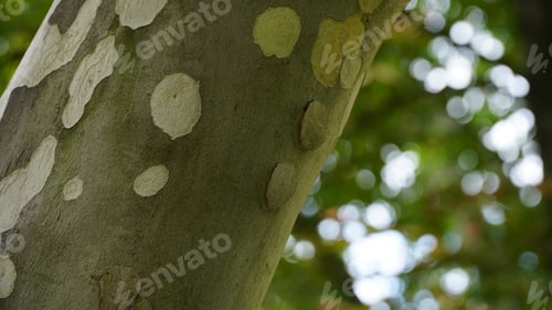 Preview: The trunk, bark, leaves and fruits of Platanus occidentalis, also known as the American, London