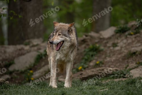 Preview: Grey wolf standing in a green meadow looking around.