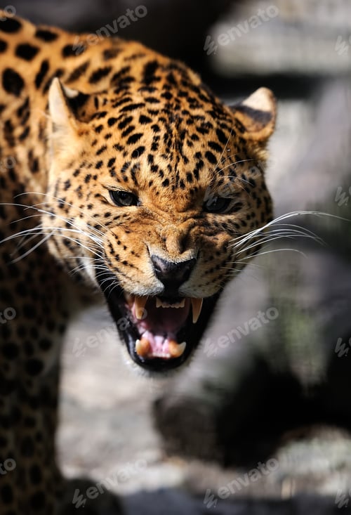 Preview: Leopard