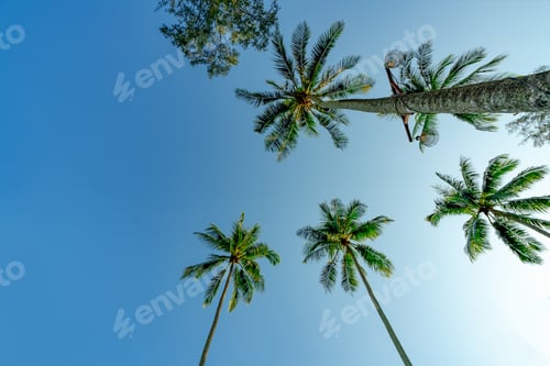 Preview: Bottom view of coconut tree on clear blue sky. Summer and paradise beach concept. Tropical coconut