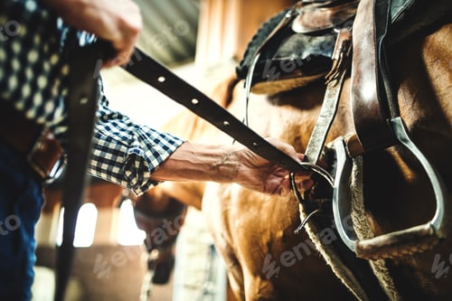 Preview: A close-up of a senior man putting a saddle on a horse in a stable.