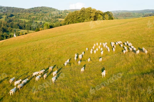 Preview: White cows graze on large mountain meadow with lush grass