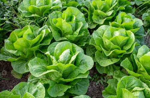 Preview: Fresh lettuce field, Antalya / Turkey