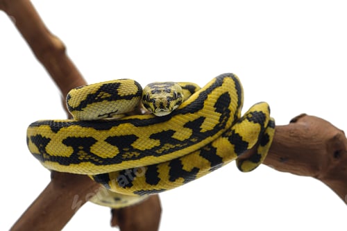 Preview: The carpet tree python isolated on white background
