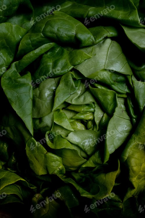 Preview: Close up of a lettuce