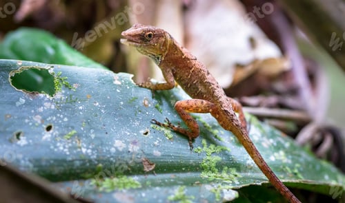Preview: Cuban Brown Anole Lizard on a Leaf in Belize