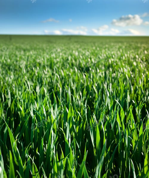 Preview: spring wheat crops, sprouts, close up, spring agriculture