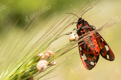 Preview: Female cream-spot tiger moth
