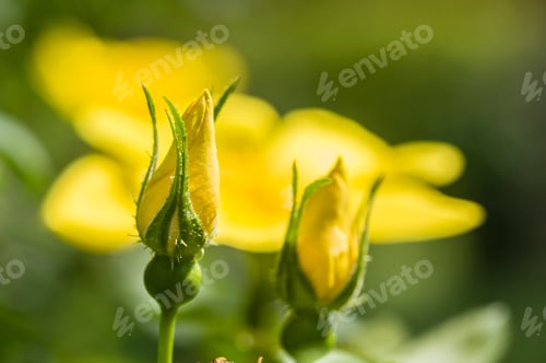 Preview: Ornamental rose