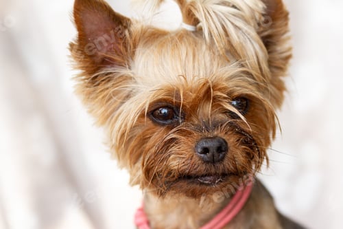 Preview: Large portrait of a Yorkshire Terrier dog on the beach, sand on the muzzle