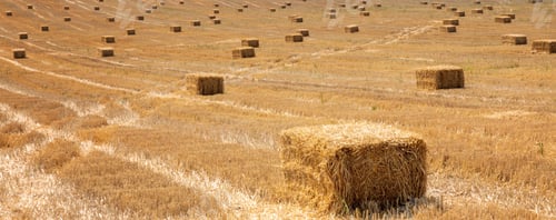 Preview: Hay bales