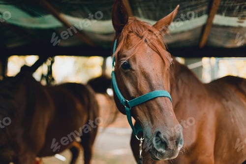 Preview: Beautiful chestnut horse stands in the stable
