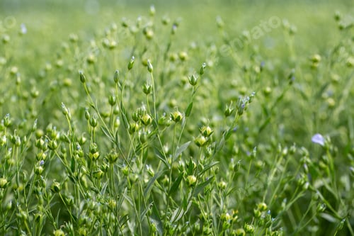 Preview: Green seed capsules of flax on the background of a green flax field