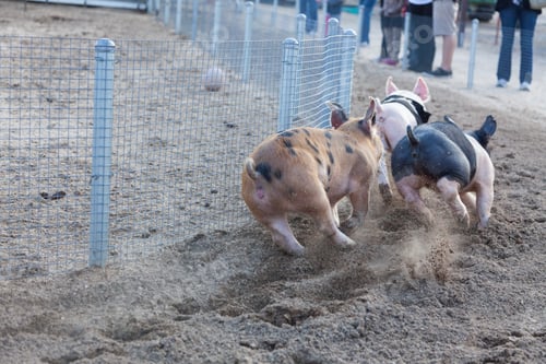 Preview: A Fun Day at the Little Pig Races – Cute Pigs Running Around a Track.