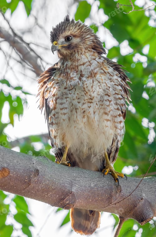 Preview: Hawk perched on a gnarled tree branch