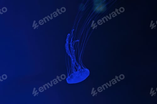 Preview: Macro shot of Chrysaora quinquecirrha underwater