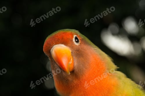 Preview: lovebirds, lover bird, lovely