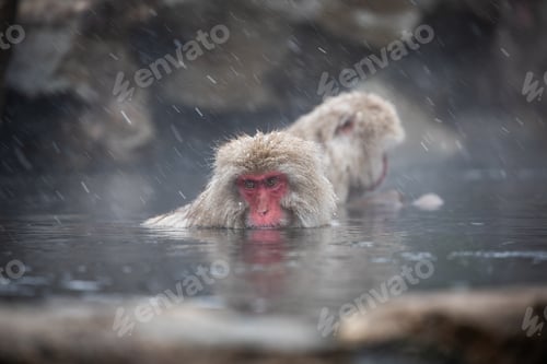 Preview: Snow monkey