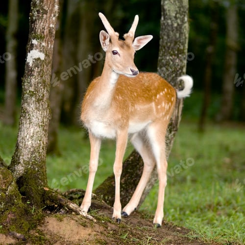 Preview: deer