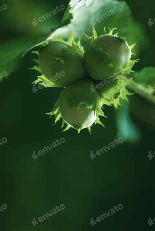 Preview: Hazelnut tree branch with unripe nuts in green forest, copy space