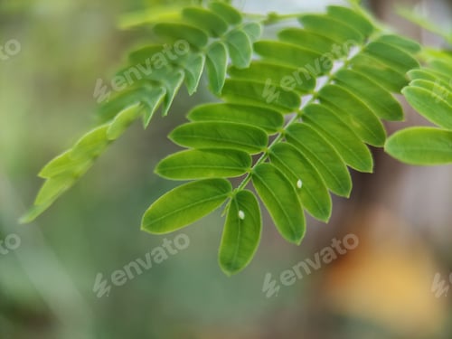 Preview: Closeup shot of honey locust leaves against a blurred background