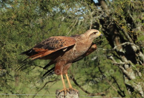 Preview: Hawk at the side of the road