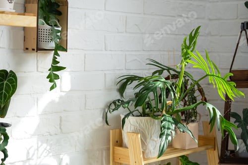 Preview: Shelving with a group of indoor plants in the interior. Houseplant Growing and caring for indoor pla