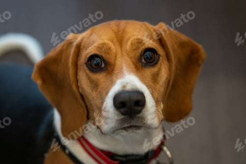 Preview: Closeup shot of a cute little dog walking in the park