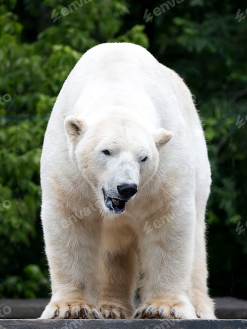 Preview: Polar bear in the wild