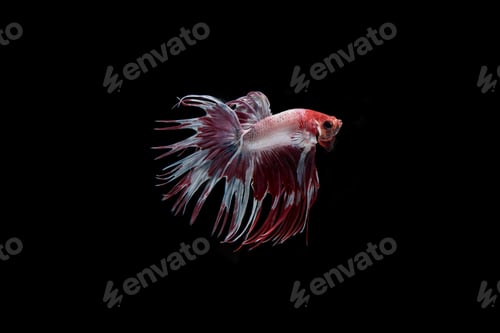 Preview: Beautiful colorful of siamese betta fish