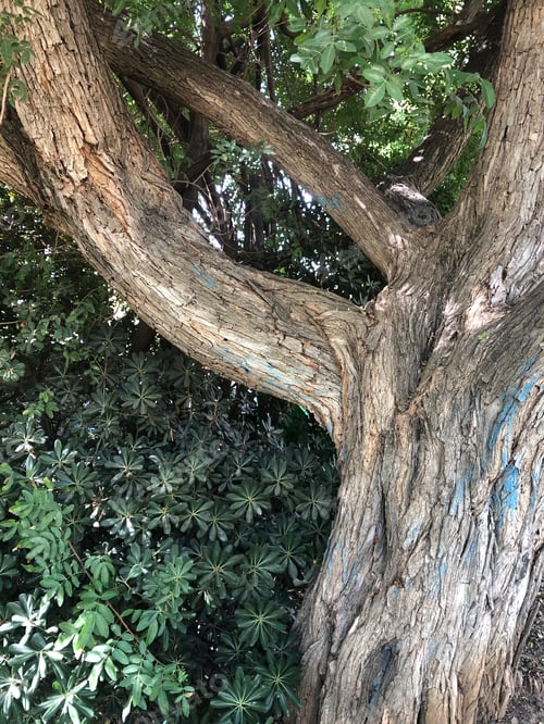 Preview: Tall tree