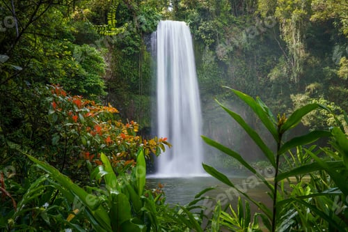 Preview: Beautiful view of Millaa Millaa Falls cascading down, Atherton Tablelands of North Queensland