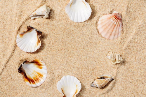 Preview: Seashells on a sandy beach close-up
