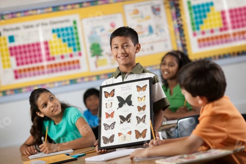 Preview: A boy standing in front of classmates, holding up a frame with butterfly specimens.