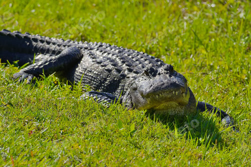 Preview: Closeup of an American alligator on the grass