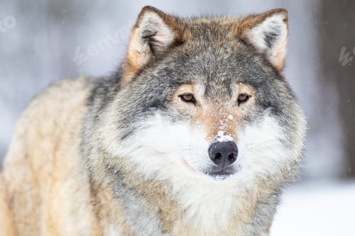 Preview: Close-up portrait of a wolf in the cold winter