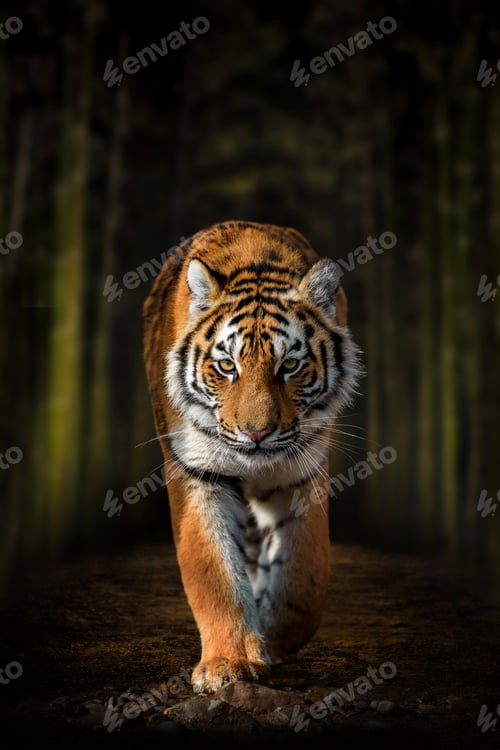 Preview: Siberian Tiger walking through dark forest